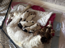 Miggers pups ForSale