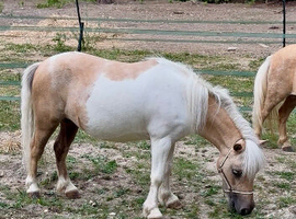 33&rdquo; Shetland mare - perfect kids pony