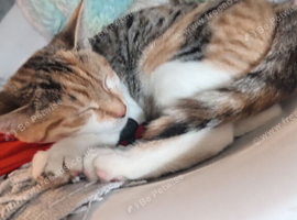 female kitten ready to go