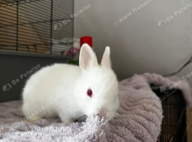 netherland dwarf bunnies/albino/REW