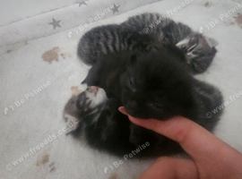 Tabby kittens