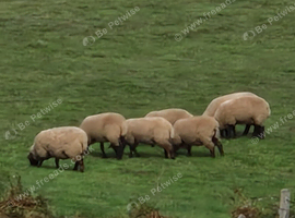 Suffolk weather lambs.