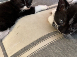 Kittens for sale
