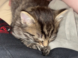 2 Boy kittens for sale