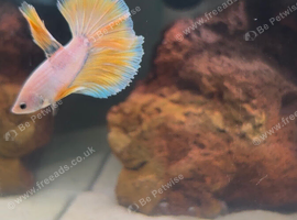 Betta Sale!!