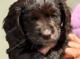 Chocolate cocker spaniels