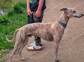 KC registered fawn brindle whippet for stud