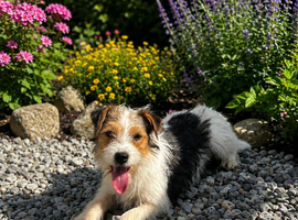 Quality Parson Russell Terrier Bitch &ndash; 4 Months Old