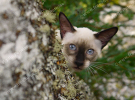 Adorable Siamese Kittens