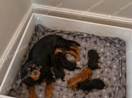 Extra special cavalier pups