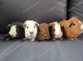 Teddy Guinea Pigs /pet