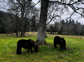 Two Miniature Shetland Colts For Sale