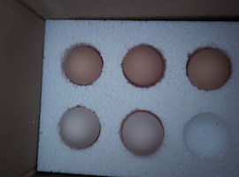 Mixed polish and pekin bantam fertile eggs x6s