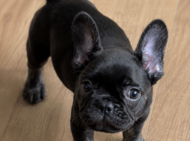 KC fluffy carrier 1 black boy