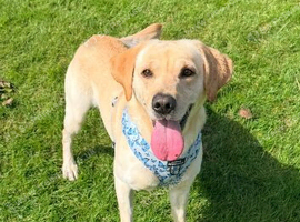 Golden Labrador Stud