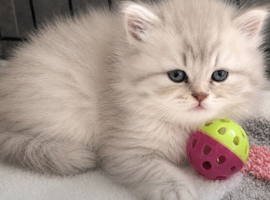 British Longhair Kittens