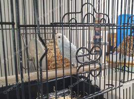 Male budgie and cage
