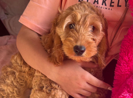 Quality Show  Cockapoo Puppies  reds and apricots