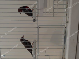 PAINTED FINCH COCK BIRDS