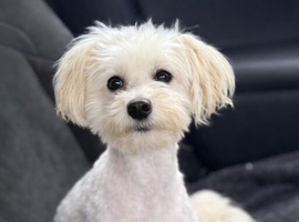 Three years old Maltipoo girl
