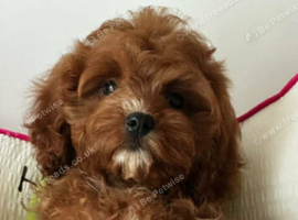 Maltipoo puppy boy
