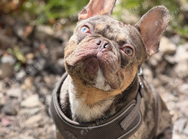 Handsome 2-year-old KC Registered French Bulldog available at stud