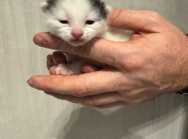 6 kittens