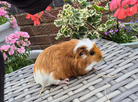 Baby Guinea Pig Sows Teddy Crested Smooth