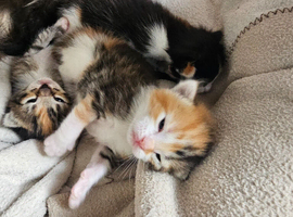 Ragdoll mixed kittens for sale