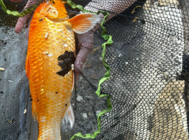 Pond goldfish