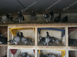 Stock racing pigeons