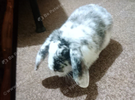 Male mimi lop for sale