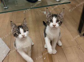 Half Maine Coon kittens
