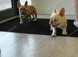 French bulldog puppies