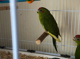 Hand reared Kākāriki Parrots