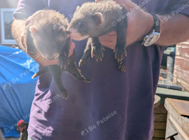 Ferrets for sale