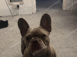 hello, I'm looking for a French Bulldog dog