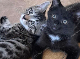 Beautiful Russian Blue X Kittens