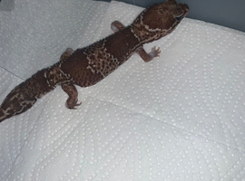 African fat tail gecko adult female