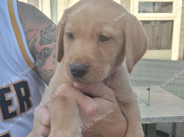 Labrador puppies