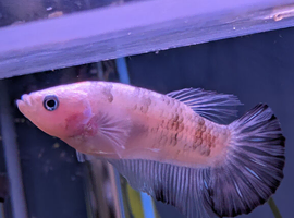 Male metta