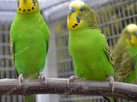 Pair of Green Budgies - Cock & Hen
