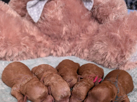 !Toy poodle puppies! HEALTH TESTED PARENTS