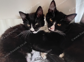Last 2 kittens left 14 weeks old