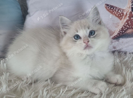 Beautiful TICA registered Ragdoll Kittens