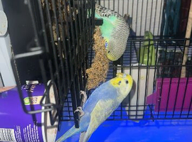 2 beautiful budgies