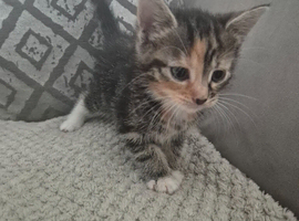 Beautiful kittens looking for there forever homes