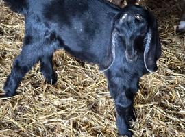 Pedigree Registered Anglo Nubian Nanny Kid