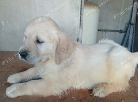 Gorgeous Retriever  4 BOYS AVAILABLE READY NOW
