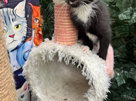 SWEET NATURED BOY KITTEN READY NOW